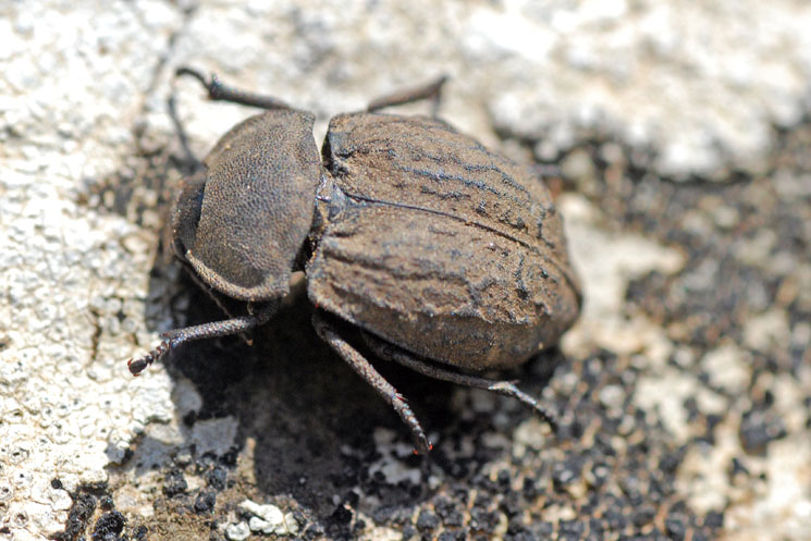 Tenebrionidae: Asida sabulosa